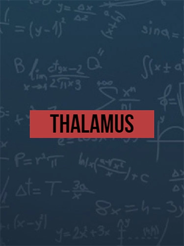  Thalamus 