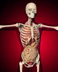  The Human 3D/ Человек 3D (РУССКАЯ ВЕРСИЯ) 