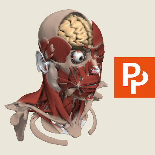  3D Head and Neck with Pediatric Comparisons by Primal 