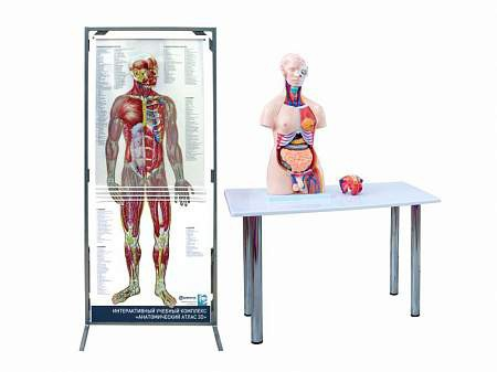  Exlore Human Anatomy - Электронный анатомический атлас 3D (2008) [2008, Обучение] 